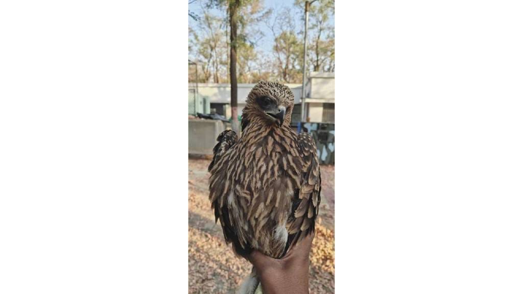 Treatment for injured eagle found in Kamthi area of ​​Nagpur