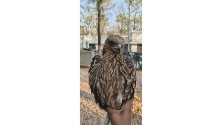 Treatment for injured eagle found in Kamthi area of ​​Nagpur