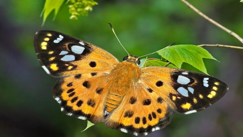 Environmental Importance dussehra Apta leaves Tree butterfly breeding Tri Color Pied Flat