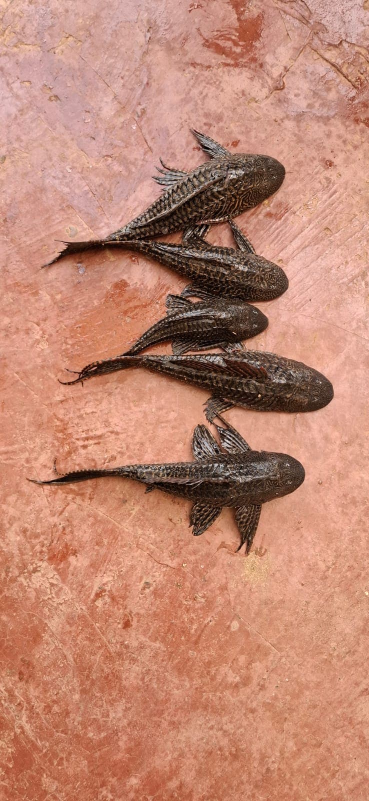 Ujani Dam Helicopter Fish