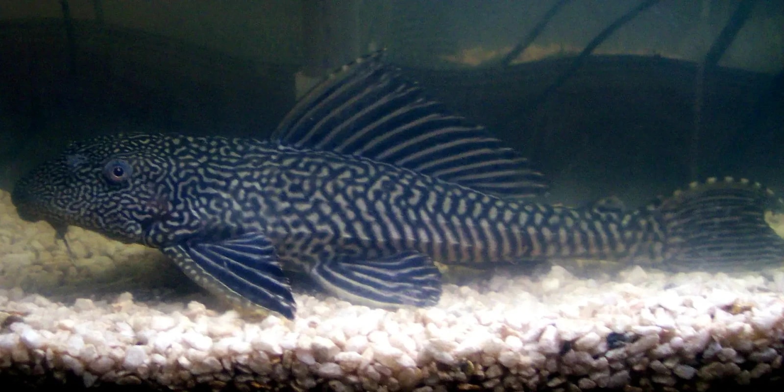 Ujani Dam Helicopter Fish