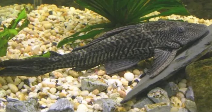 Ujani Dam Helicopter Fish