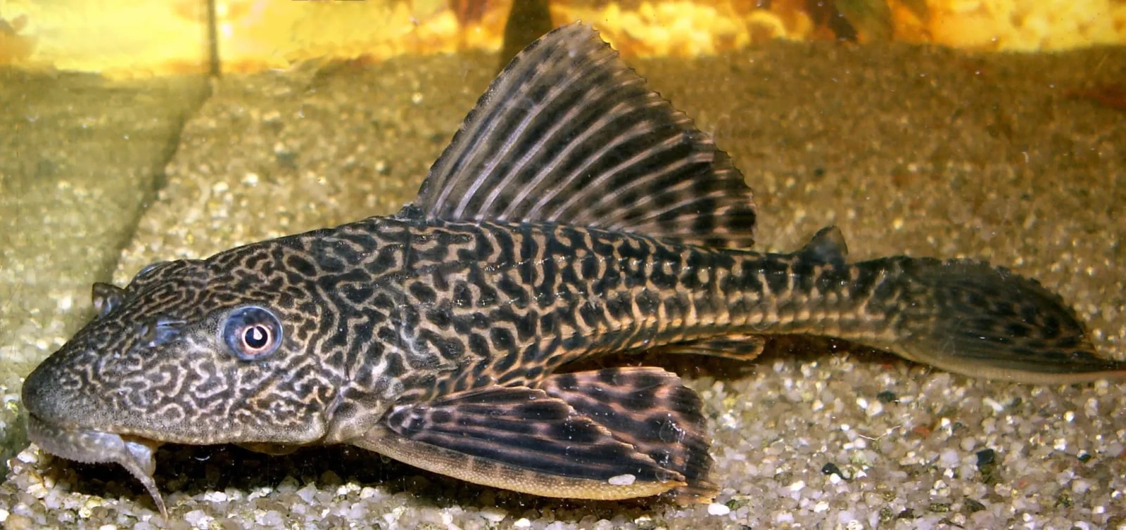 Ujani Dam Helicopter Fish