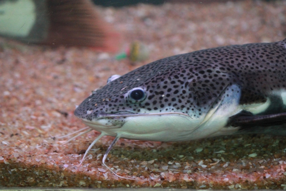 Ujani Dam Helicopter Fish