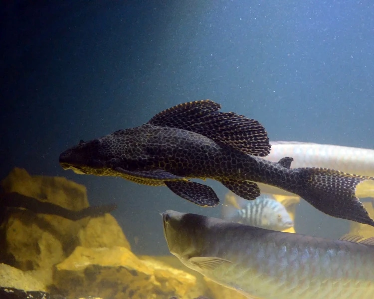 Ujani Dam Helicopter Fish