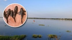 Photos: तुम्ही कधी ‘हेलिकॉप्टर माशा’विषयी ऐकलंय का? प्रमाण वाढल्याने होतोय उपद्रव!