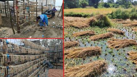 Unseasonal rains cause losses of lakhs to fishermen and farmers in Vasai Unseasonal rains cause losses of lakhs to fishermen and farmers in Vasai