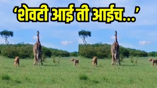 Baby Giraffe Attacked by Lions