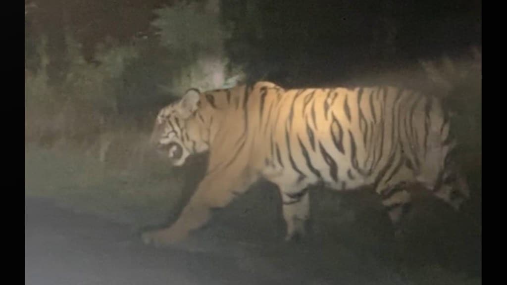 Wardha Villagers Scare Tiger Family Forest Diwali Firecrackers For Safety