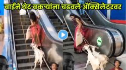 बकऱ्यांना आणलं मॉलमध्ये! ‘तिने’ अ‍ॅक्सिलेटरवर चढवलं अन्… पुढे काय घडलं ते पाहून तुम्हीही पोट धरून हसाल