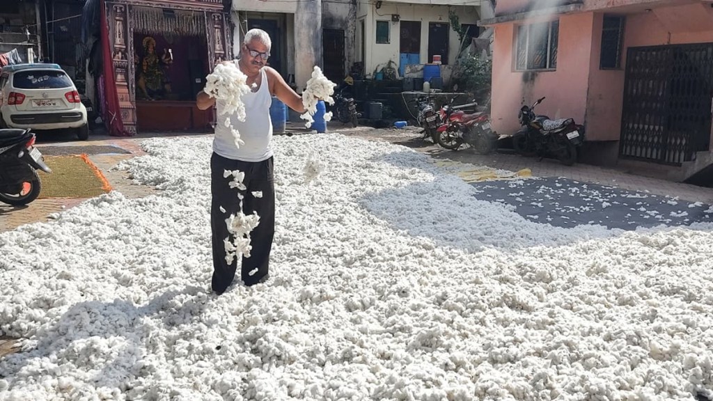 cotton crop damage, Jalagaon farming losses, September floods impact, cotton pest control, cotton market price 2025,