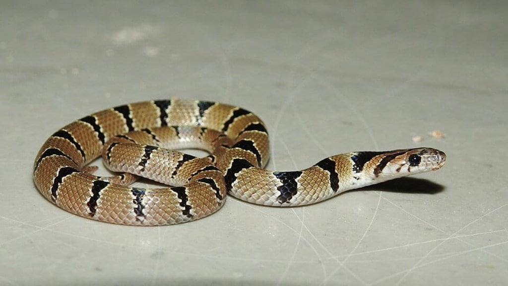 Hingna area snake CPR, snake rescue Nagpur, CPR snake revival, snake CPR technique, snake trapped rescue, life-saving CPR story,