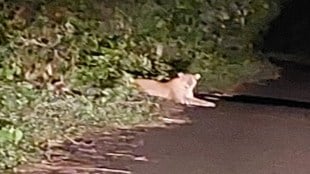 Tiger sightings in Ker, Sawantwadi tiger sighting, wildlife safety Maharashtra, Dodamarg forest corridor, forest conservation Sawantwadi,