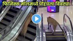 मुंबईतील फिनिक्स मॉलमध्ये बिबट्या फिरतोय? AI व्हिडिओने नेटकऱ्यांना घाबरवलं खरं पण… सत्य काहीतरी वेगळंच!
