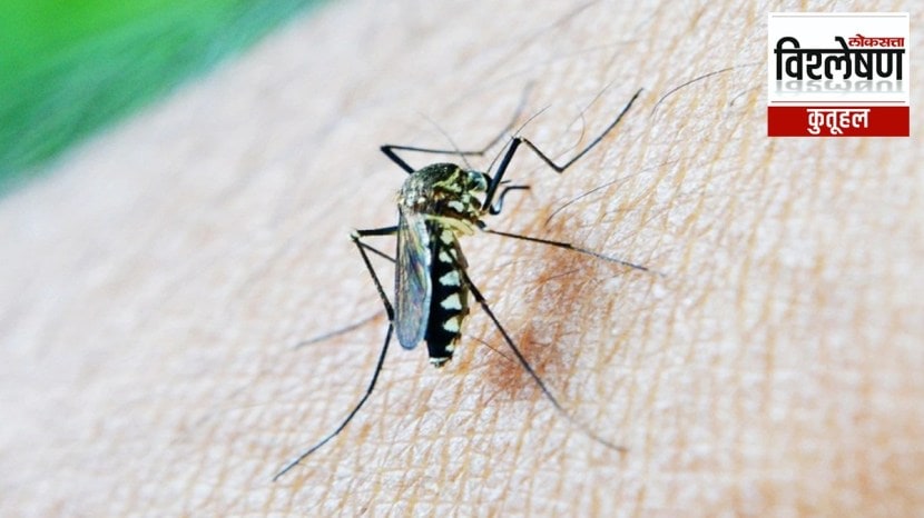 mosquito breeding Iceland