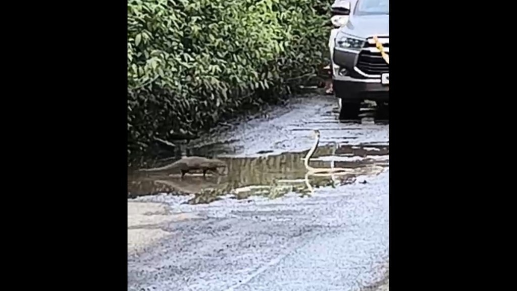 alibaug viral video snake mongoose street fight alibaug viral video snake mongoose street fight