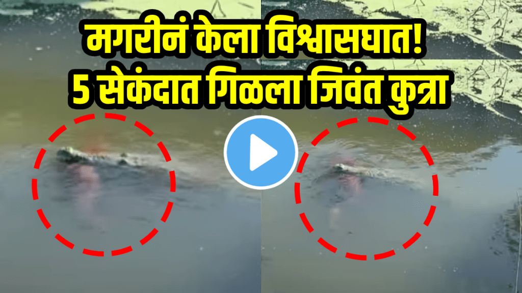 Shocking video of alligator swallowed dog in Brevard County florida us viral video Shocking video of alligator swallowed dog in Brevard County florida us viral video