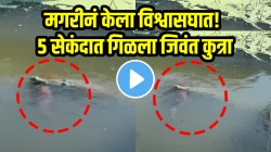 VIDEO: मगरीनं केला विश्वासघात! ५ सेकंदात गिळला जिवंत कुत्रा, अवस्था पाहून तुमच्या डोळ्यांत येईल पाणी…