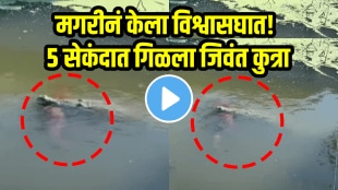 Shocking video of alligator swallowed dog in Brevard County florida us viral video