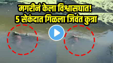 Shocking video of alligator swallowed dog in Brevard County florida us viral video Shocking video of alligator swallowed dog in Brevard County florida us viral video