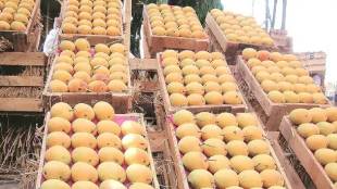 navi mumbai APMC market Record break price for hapus alphonso