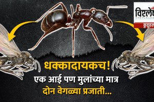 Queen ant reproduction strategy