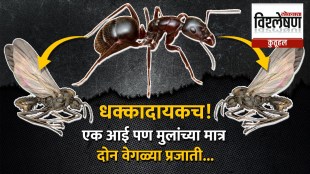 Queen ant reproduction strategy