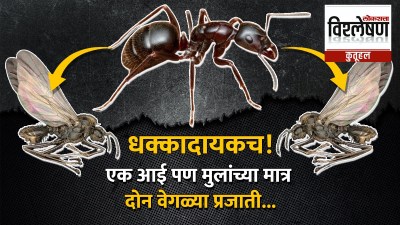 आई एकच, पण मुलांच्या दोन प्रजाती मात्र वेगळ्याच! संशोधनातून समोर आलं धक्कादायक वास्तव!