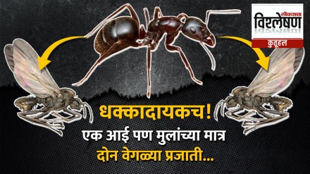Queen ant reproduction strategy