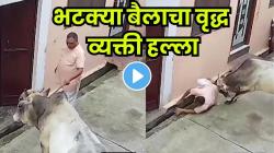 VIDEO: आधी शिंगांनी उचललं, नंतर नाल्यात फेकलं अन्…; बैलाने वृद्धावर केलेला हल्ला पाहून तुम्हालाही भरेल धडकी…