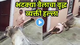 Stray bull attacks an elderly man in Muzaffarnagar and throws him into a drain.