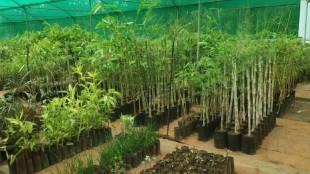 Maharashtra Bamboo Industry Policy