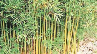 Bamboo plantation on tribal forest lands in Mira Bhayandar area under 'Bamboo Plantation' campaign