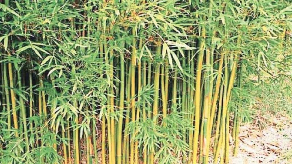 Bamboo plantation on tribal forest lands in Mira Bhayandar area under 'Bamboo Plantation' campaign Bamboo plantation on tribal forest lands in Mira Bhayandar area under 'Bamboo Plantation' campaign