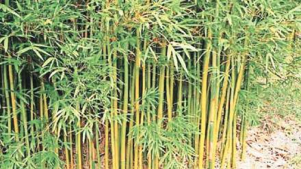 Bamboo plantation on tribal forest lands in Mira Bhayandar area under 'Bamboo Plantation' campaign