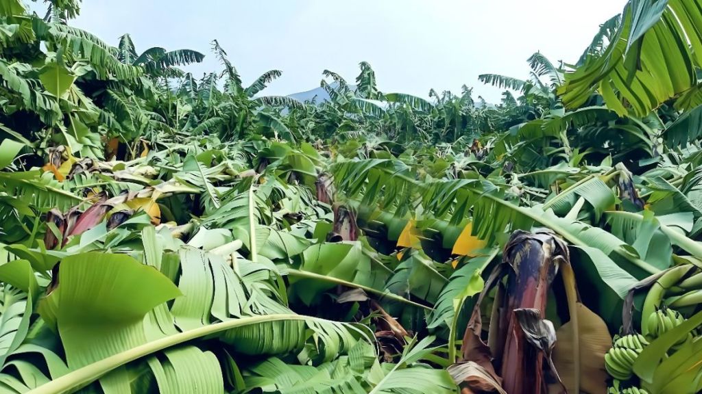 jalgaon banana farmers fruit crop insurance compensation payout Diwali