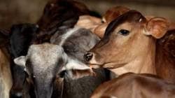 गोरक्षकांच्या मारहाणीतील मृत्यूचे प्रकरण ; पत्नीला अंतरिम पाच लाखांची भरपाई, राज्य सरकारची उच्च न्यायालयात माहिती
