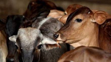 Death case due to beating by cow vigilantes