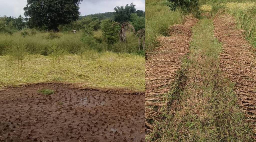 Rice harvest delayed due to rainy weather