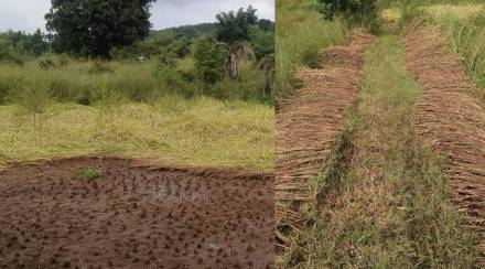 Rice harvest delayed due to rainy weather