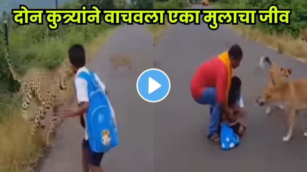 Brave dogs save child from leopard attack on school route! Brave dogs save child from leopard attack on school route!