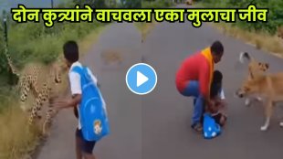 Brave dogs save child from leopard attack on school route!