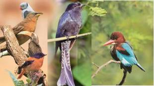 Mulund bird park controversy