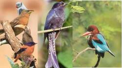 मुलुंडमधील पक्षी उद्यान प्रकल्प अडचणीत; १६६ कोटींच्या निविदा प्रक्रियेवर प्रश्नचिन्ह