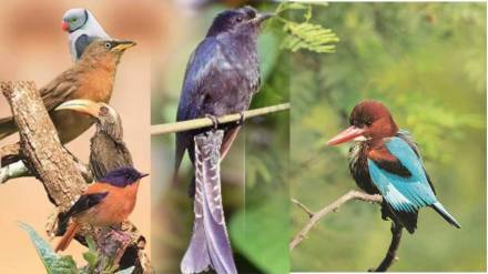 Mulund bird park controversy Mulund bird park controversy