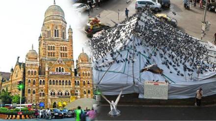 Mumbai Municipal Corporation moves after Jain community's demand; New plan for pigeon houses possible Mumbai Municipal Corporation moves after Jain community's demand; New plan for pigeon houses possible