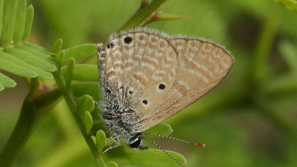 pune forest department butterfly survey kadbanwadi grassland 49 species found