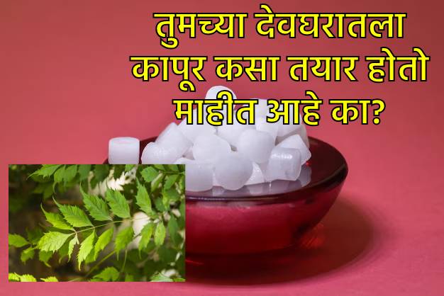 कापूर हा विषाणूरोधक आणि बुरशीनाशक असतो.