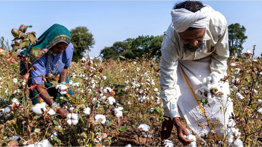 Jalgaon cotton farmers news in marathi