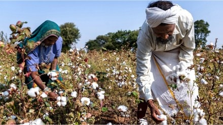 Jalgaon cotton farmers news in marathi